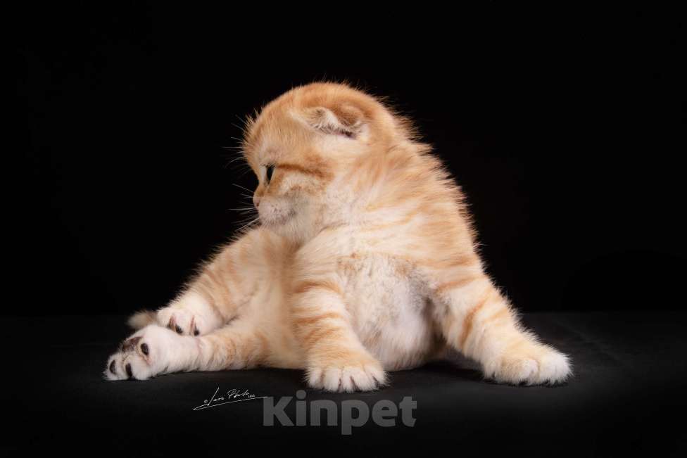 Кошки в Обнинске: Золотой котенок  Мальчик, Бесплатно - фото 1