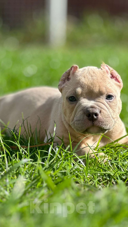 Собаки в Москве: Мальчик Американского булли Мальчик, 130 000 руб. - фото 4