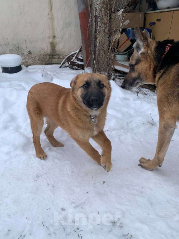 Собаки в Москве: Щенок Кефир ищет дом! Мальчик, Бесплатно - фото 8