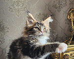 Кошки в Москве: Котята мейн-кун Мальчик, 40 000 руб. - фото 7