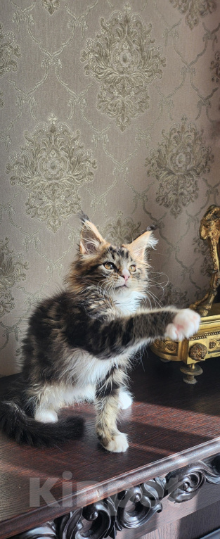Кошки в Москве: Котята мейн-кун Мальчик, 40 000 руб. - фото 7