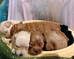 Собаки в Москве: Мальтипу девочки и мальчики Девочка, 55 000 руб. - фото 2