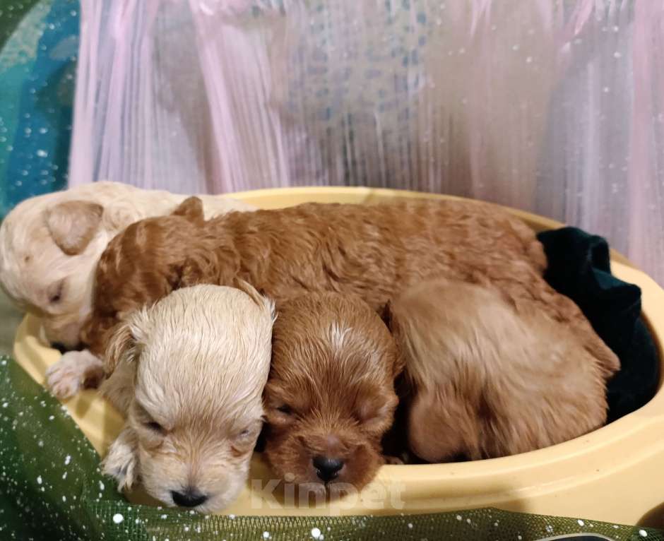 Собаки в Москве: Мальтипу девочки и мальчики Девочка, 55 000 руб. - фото 2