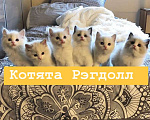 Кошки в Москве: Рэгдолл котики Девочка, 70 000 руб. - фото 1