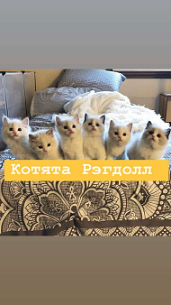 Рэгдолл котики
