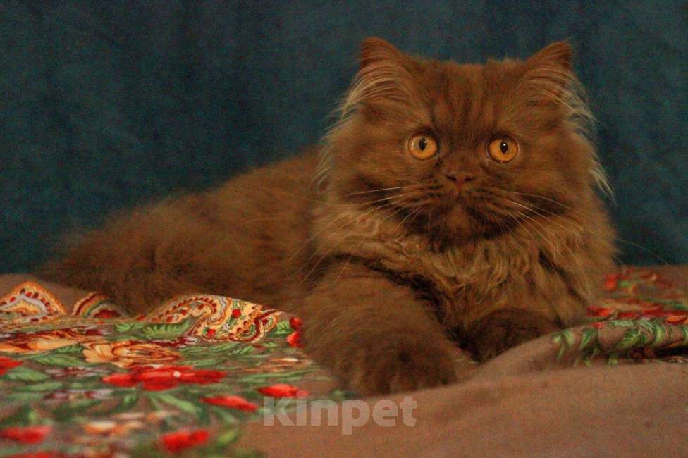 Кошки в Санкт-Петербурге: Циннамоновый шотландский котенок  Мальчик, 30 000 руб. - фото 1