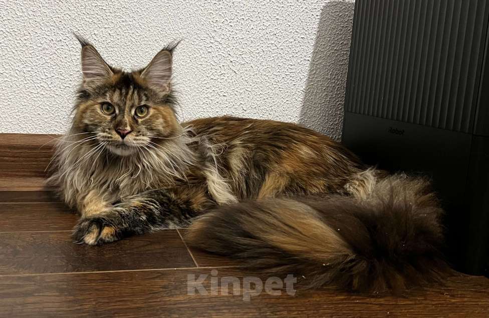 Кошки в Пятигорске: Питомник Affectionate miracle  Девочка, Бесплатно - фото 2