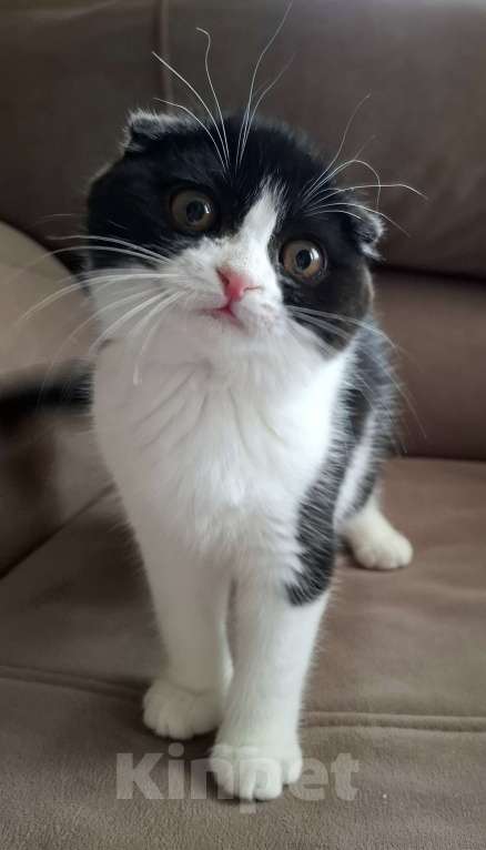 Кошки в Ярославле: Шотландская вислоухая короткошёрстная девочка  Девочка, 25 000 руб. - фото 7