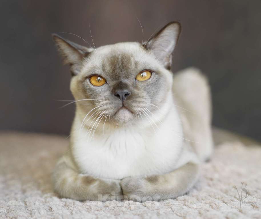 Кошки в Москве: Европейская Бурма шоколадный Мальчик Мальчик, Бесплатно - фото 5