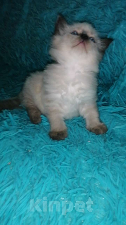 Кошки в Москве: Шотландские котята хайленд Мальчик, 10 000 руб. - фото 5