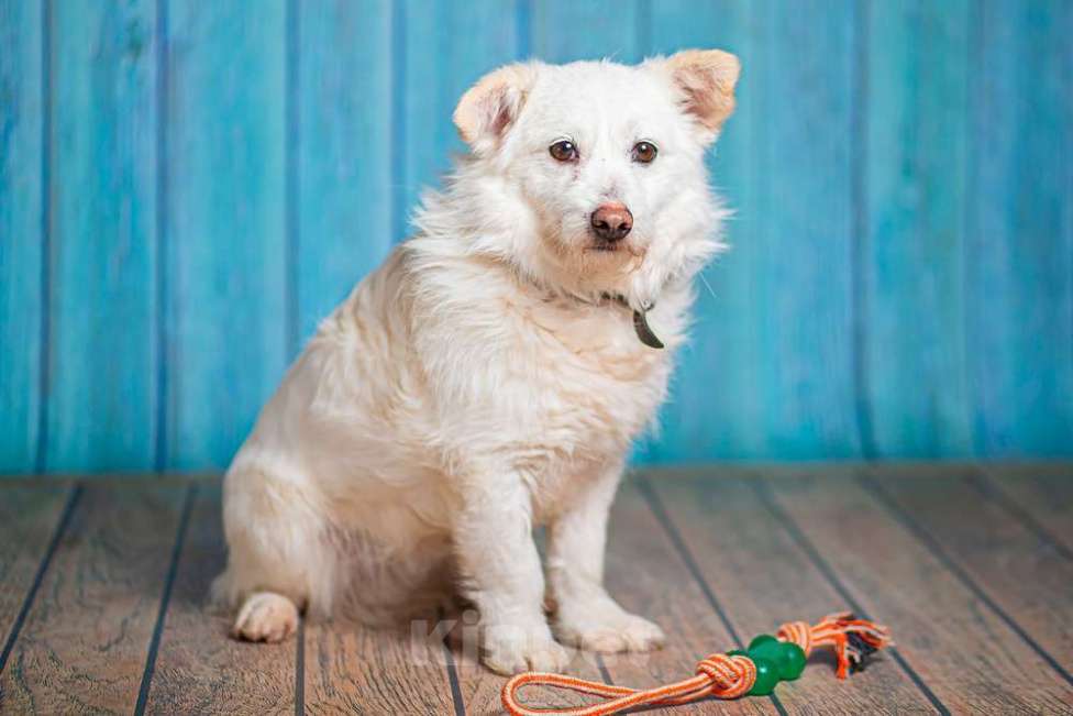Собаки в Москве: Маленький белый пёс Эдвиг в добрые руки Мальчик, 1 руб. - фото 7