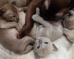 Кошки в Ливны: Бурманские котята, 28 000 руб. - фото 1