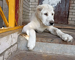 Собаки в Бору: Щенок среднеазиатской овчарки Девочка, 30 000 руб. - фото 2