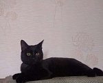 Кошки в Омске: Котик шоколадный примерно полтора года в Омске Мальчик, Бесплатно - фото 2