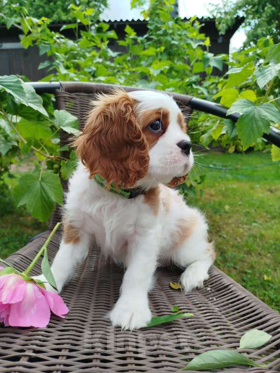 Собаки в Иваново: Бленхейм, девочка.  Девочка, Бесплатно - фото 2
