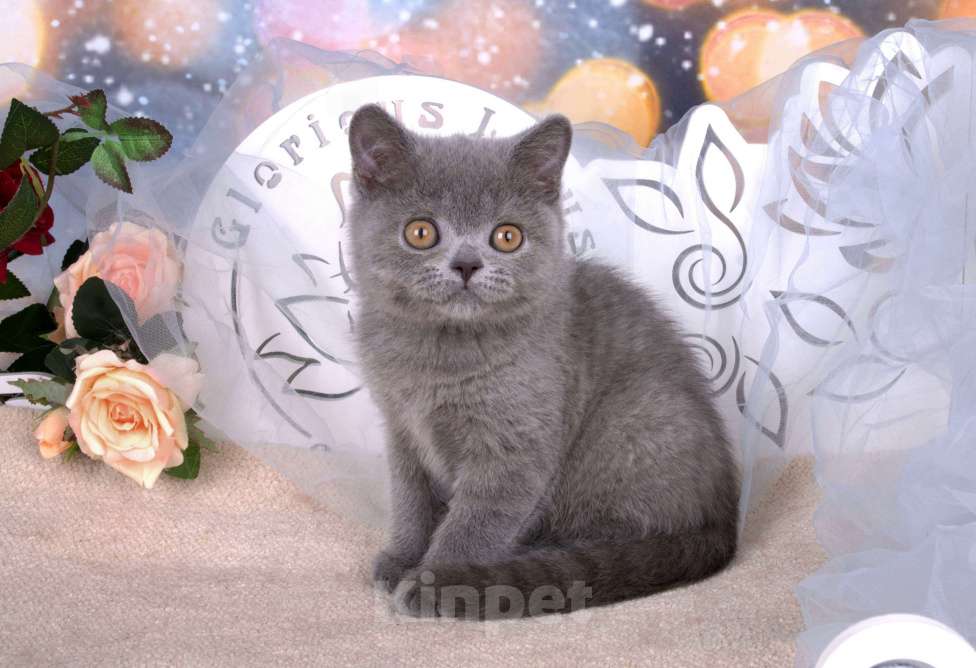 Кошки в Санкт-Петербурге: Британский котик классического голубого окраса Мальчик, 60 000 руб. - фото 6