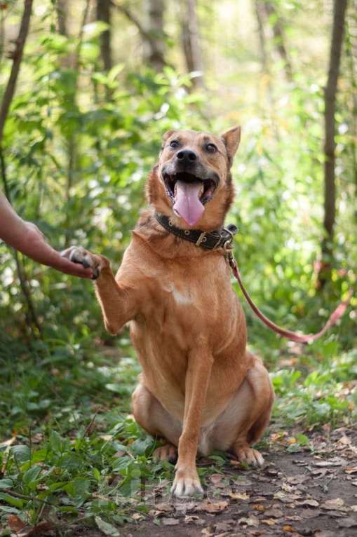 Собаки в Ногинске: Кеша - непоседливый хвост, всегда_вкусняшку_чующий нос! Мальчик, Бесплатно - фото 7