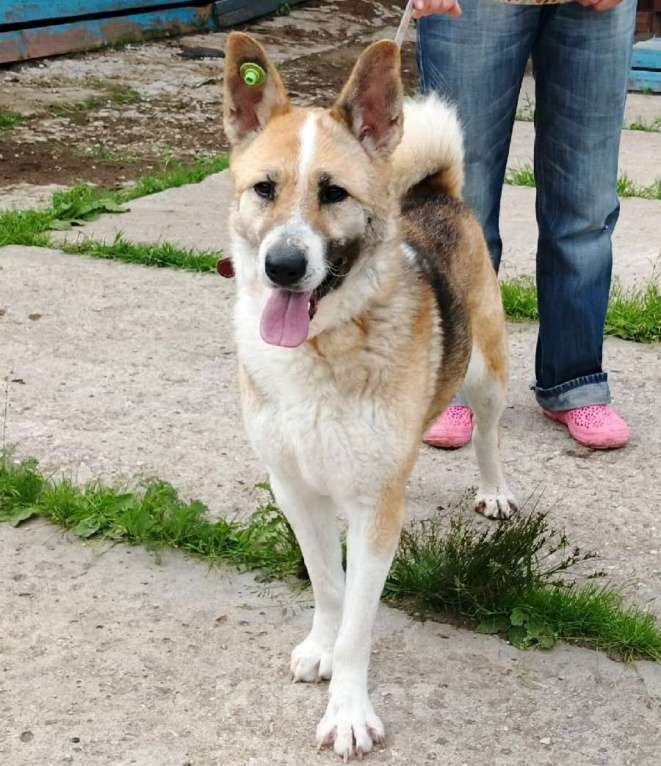 Собаки в Москве: Супер позитивная девчонка Зира ищет своего ЧЕЛОВЕКА  Девочка, Бесплатно - фото 4