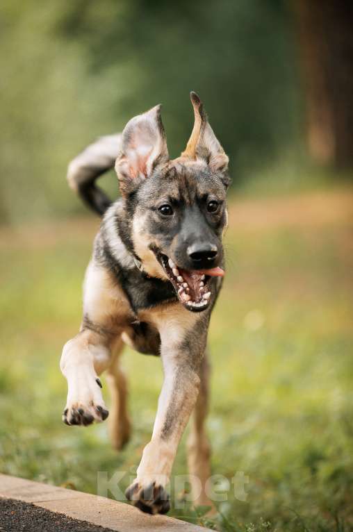 Собаки в Москве: Щенок Леха - очень нужен дом!  Мальчик, Бесплатно - фото 2