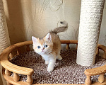 Кошки в Волгограде: Котёнок британский золотого окраса Девочка, 12 000 руб. - фото 3