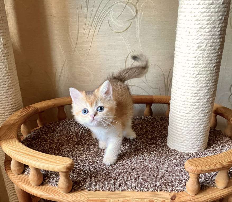 Кошки в Волгограде: Котёнок британский золотого окраса Девочка, 12 000 руб. - фото 3