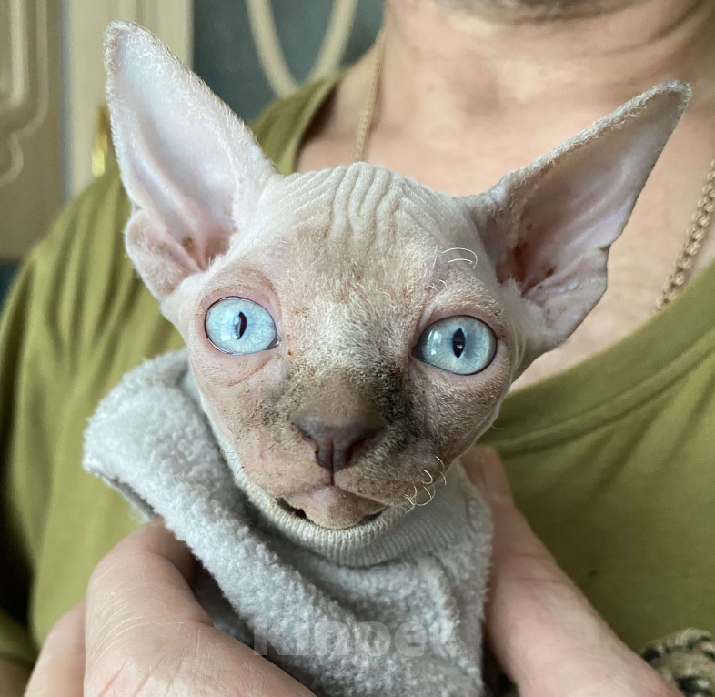 Кошки в Москве: Канадик с нюансом по здоровью Мальчик, Бесплатно - фото 1