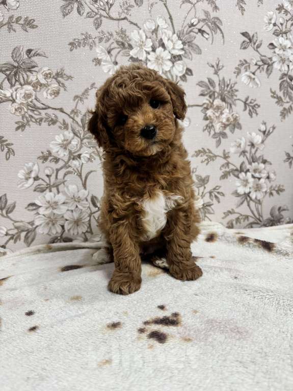 Собаки в Новосибирске: Той пудель, щенки Мальчик, 50 000 руб. - фото 10