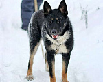 Собаки в Москве: Самый лучший компаньон, молодая собака Бэлла в добрые руки Девочка, 10 руб. - фото 1