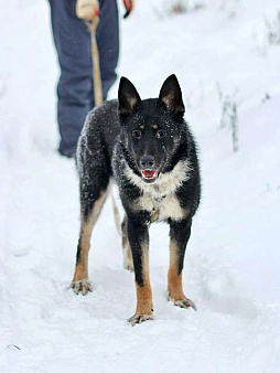 Объявление: Самый лучший компаньон, молодая собака Бэлла в добрые руки, 10 руб., Москва