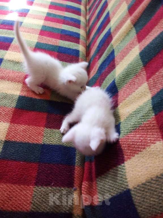 Кошки в Воронеже: Отдам в добрые руки котят, девочки, 8шт.  Девочка, 10 руб. - фото 2