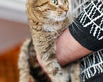 Кошки в Москве: Кошка с потрясающим трогательным взглядом в добрые руки Девочка, Бесплатно - фото 3
