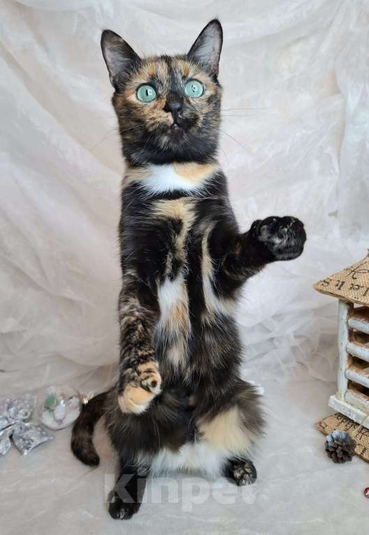 Кошки в Москве: Кошка с изумрудными глазами в добрые руки  Девочка, Бесплатно - фото 4