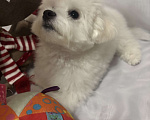 Собаки в Уфе: Бишон фризе щенок Мальчик, 80 000 руб. - фото 4