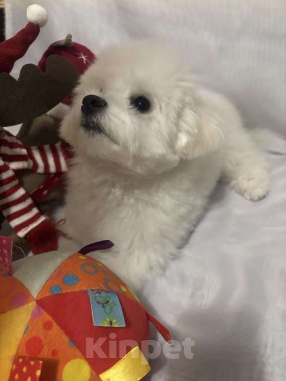 Собаки в Уфе: Бишон фризе щенок Мальчик, 80 000 руб. - фото 4