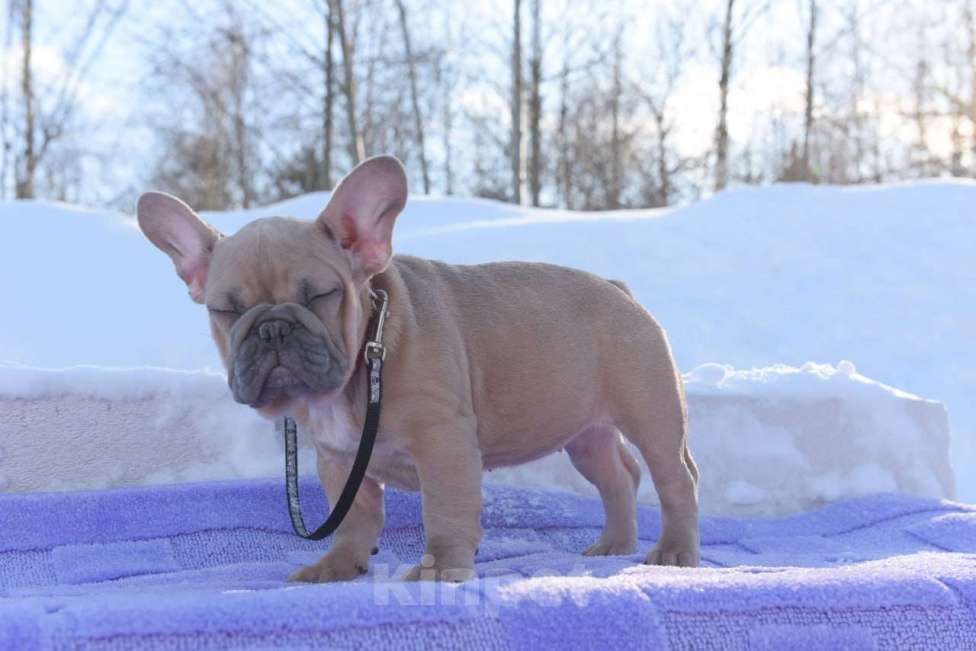 Собаки в Москве: Девочка палевоголубая Девочка, 55 000 руб. - фото 10