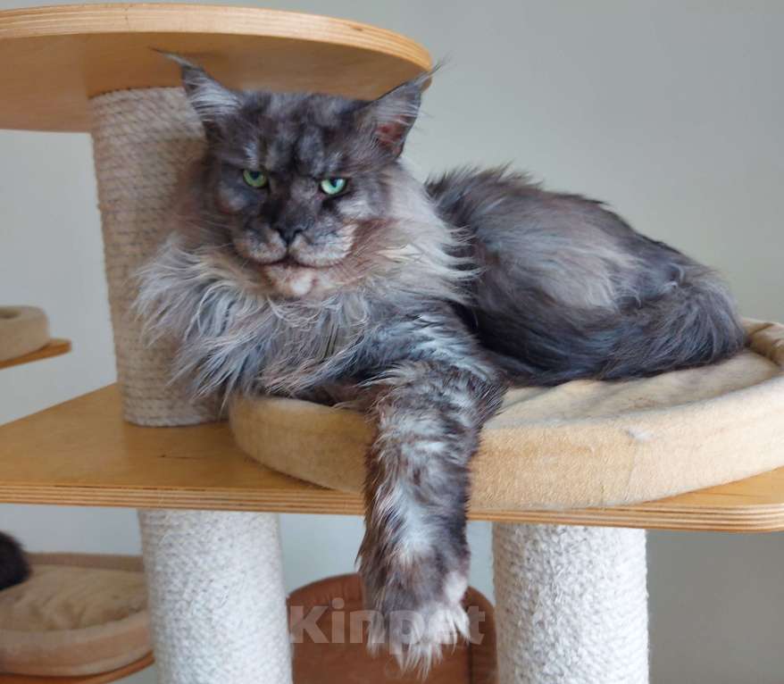 Кошки в Павловском Посаде: Мейн-кун мальчик 2 месяца Мальчик, 37 000 руб. - фото 8