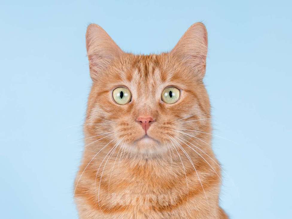 Кошки в Москве: Ярко-рыжий ласковый кот Персей в добрые руки Мальчик, Бесплатно - фото 3