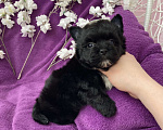 Собаки в Москве: Чёрный йорк мальчик бэби фейс Мальчик, 80 000 руб. - фото 5