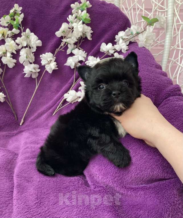 Собаки в Москве: Чёрный йорк мальчик бэби фейс Мальчик, 80 000 руб. - фото 5