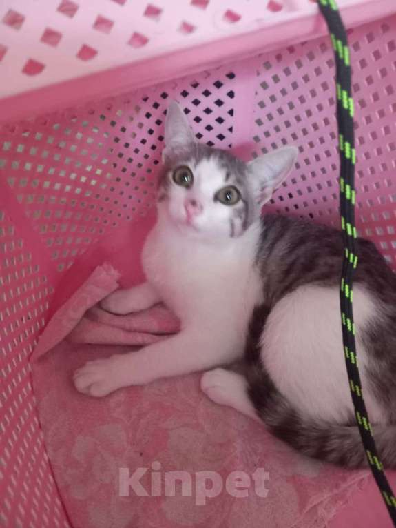 Кошки в Новосибирске: Суперласковый Василек Мальчик, Бесплатно - фото 8