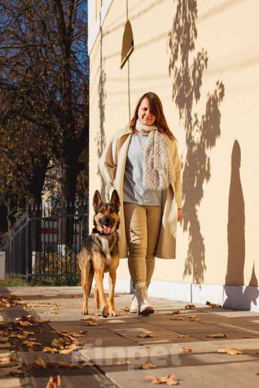 Собаки в Москве: Немецкая овчарка Зевс в добрые руки Мальчик, 1 руб. - фото 6