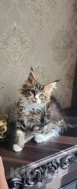 Кошки в Москве: Котята мейн-кун Мальчик, 40 000 руб. - фото 4
