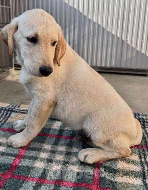 Собаки в Краснодаре: Щенки лабрадора палевые ркф Мальчик, 25 000 руб. - фото 2