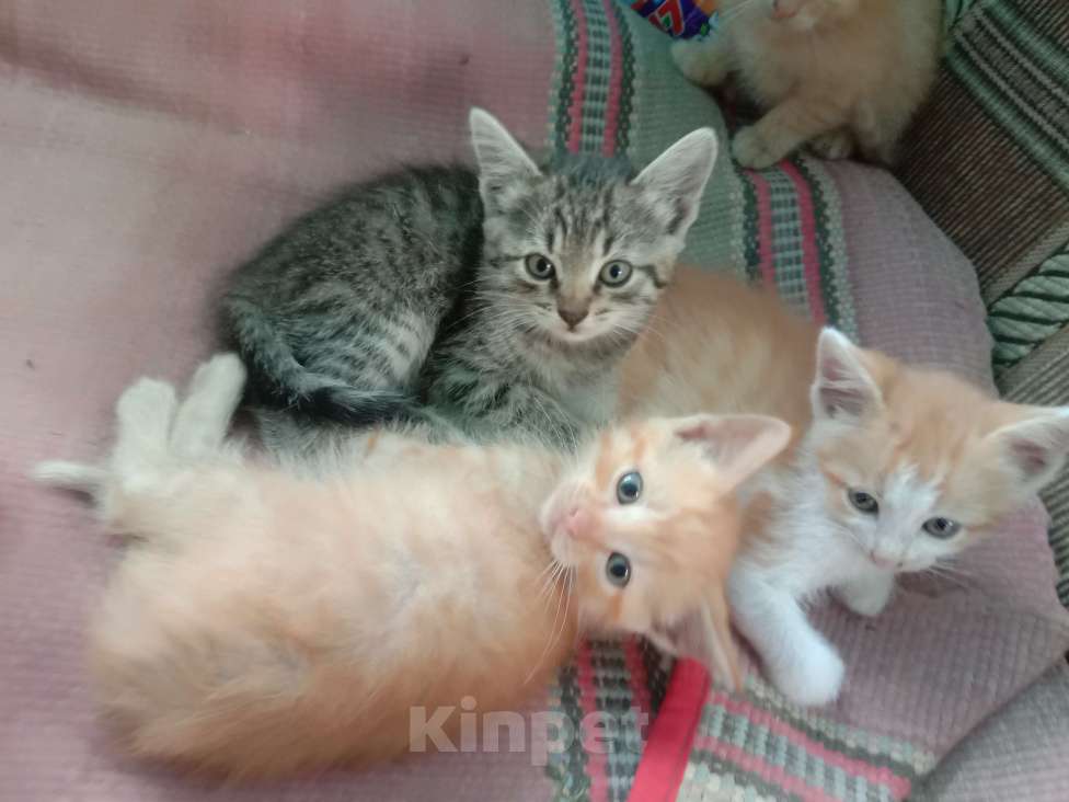 Кошки в Рязани: Отдам милых котят девочек Девочка, Бесплатно - фото 1