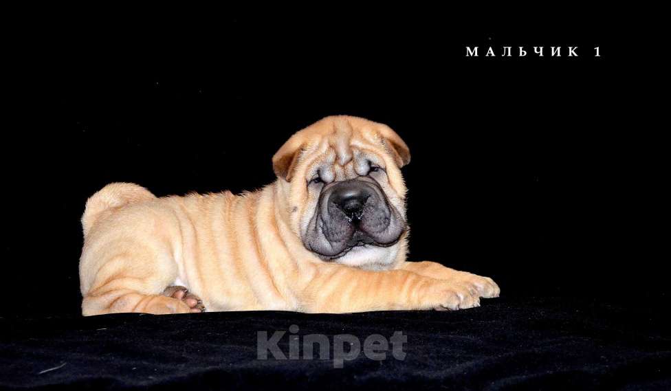 Собаки в Екатеринбурге: Лучший из Банды Рыжих. Мальчик, Бесплатно - фото 7
