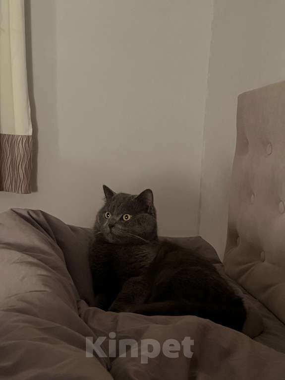 Кошки в Иваново: Потерялся кот!!! Мальчик, Бесплатно - фото 2