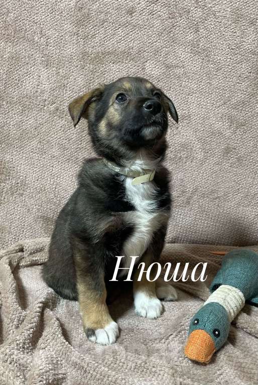 Собаки в Новосибирске: Щенок  Девочка, 1 руб. - фото 4