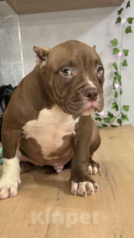 Собаки в Кирове: Американские булли Разнополые, 100 000 руб. - фото 8