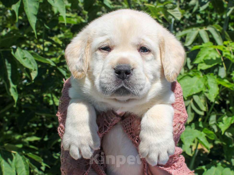Собаки в других городах Липецкой области: Шикарный щенок лабрадора, девочка Девочка, 100 000 руб. - фото 2