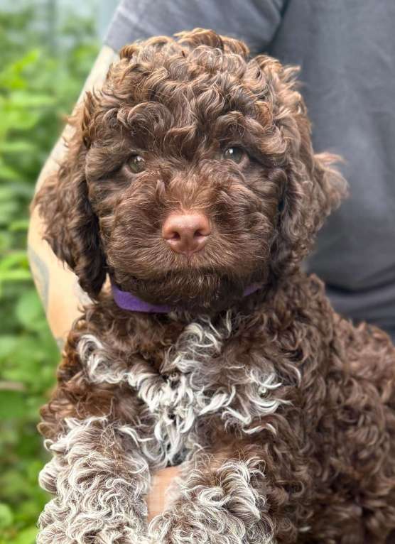 Собаки в других городах Ленинградской области: Щенок Лаготто Романьоло Мальчик, 130 000 руб. - фото 2